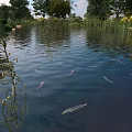 Red and gray fish swimming in pond with reeds trees and rippling water