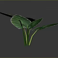 Tropical Plant With Large Green Leaves And Yellow Edges On Dark Background