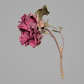 Elegant Deep Red Flower With Ruffled Petals And Green Leaves On Slender Stem