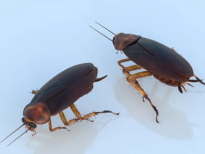 Two Brown Reptiles Crawling On White Surface With Visible Legs And Antennae 3d model