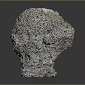 Natural Coral Marine Animal With Honeycomb Structure And Stone Like Texture
