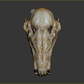 Modern Skull Animal Skull Fossil Skull Skeleton 3d model