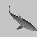 Realistic 3D Shark Model With Detailed Fin Sharp Teeth And Lifelike Features 3d model