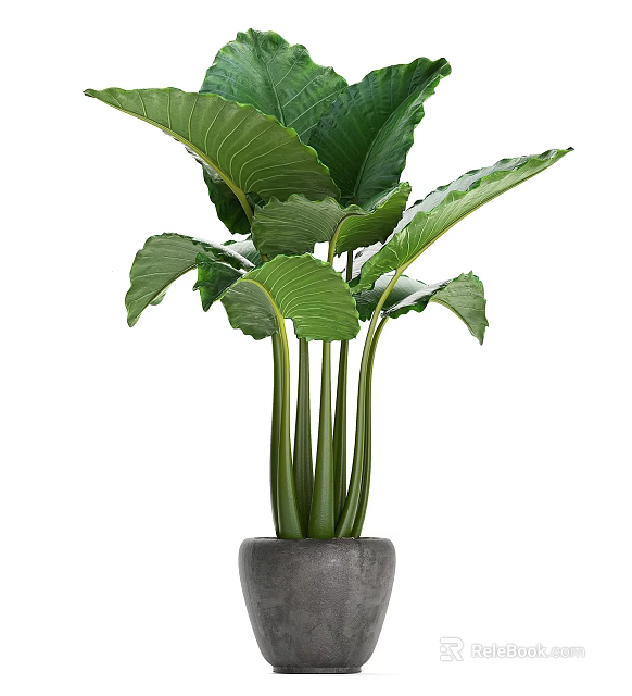 Bonsai Potted Plant With Large Green Leaves And Green Stems In Gray Pot 3d model 