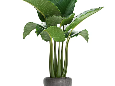 Bonsai Potted Plant With Large Green Leaves And Green Stems In Gray Pot 3d model