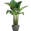 Bonsai Potted Plant With Large Green Leaves And Green Stems In Gray Pot