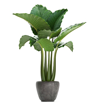 potted green plant indoor plant 3d model