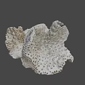 Unique Porous Coral Like Marine Structure With Natural Textured Surface