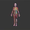 Colorful Human Anatomy Model Medical Device For Body System Visualization In Education