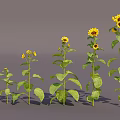 Different Growth Stages of Five Sunflowers in Vase with Gradual Height and Bloom Size Increase