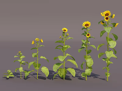 Different Growth Stages of Five Sunflowers in Vase with Gradual Height and Bloom Size Increase 3d model