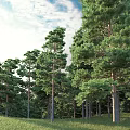 Decorative Garden Pine Trees With Tall Trunks And Lush Green Foliage