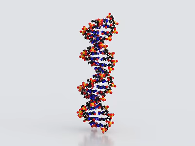 DNA Double Helix Medical Device with Blue Red Black Orange Spheres for Genetic Analysis Research 3d model
