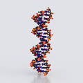 DNA Double Helix Medical Device with Blue Red Black Orange Spheres for Genetic Analysis Research