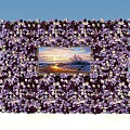 Flower Wall Decorated With Purple And White Flowers Featuring Seaside Sunset