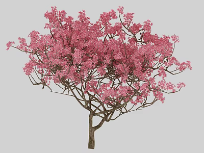 Vibrant Pink Flowering Tree Standing Gracefully With Lush Blooms And Natural Beauty 3d model