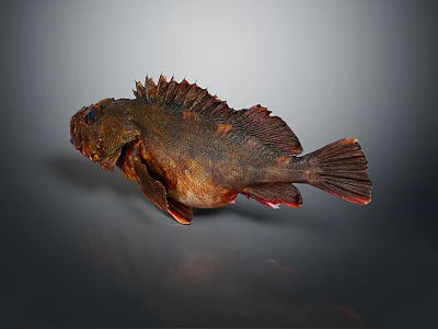 Detailed Brown Aquatic Fish With Spiny Fins Reddish Tail And Gray Background 3d model