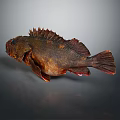 Detailed Brown Aquatic Fish With Spiny Fins Reddish Tail And Gray Background