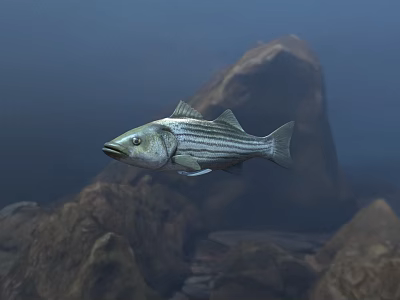Underwater Scene With Striped Fish Swimming Among Rocks In Aquatic Environment 3d model