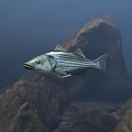 Underwater Scene With Striped Fish Swimming Among Rocks In Aquatic Environment