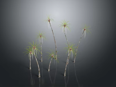 Graceful Palm Trees With Slender Trunks And Green Fronds Against Gray Background And Reflective Ground 3d model