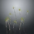 Graceful Palm Trees With Slender Trunks And Green Fronds Against Gray Background And Reflective Ground