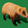 Brown and Black Fur Badger Standing on Green Background with Visible Claws