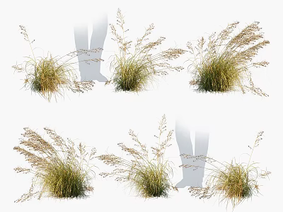 Ornamental Graceful Grass Plants With Feathery Plumes And Various Growth Poses For Landscaping 3d model