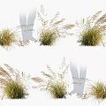 Ornamental Graceful Grass Plants With Feathery Plumes And Various Growth Poses For Landscaping