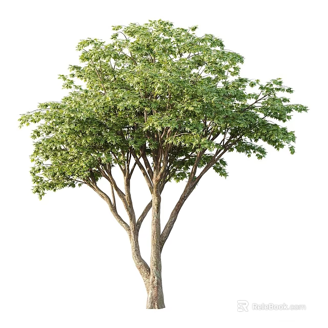 Lush Green Tree With Multiple Branches Dense Foliage And Natural Trunk 3d model