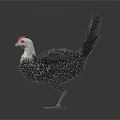 Black and white chicken with red comb spread wings standing on white background 3d model