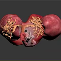 Chest Organs 3D Anatomical Model Showing Lungs Heart Trachea and Diaphragm Structures 3d model