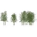Natural Bamboo Plants with Lush Green Foliage in Various Growth Heights