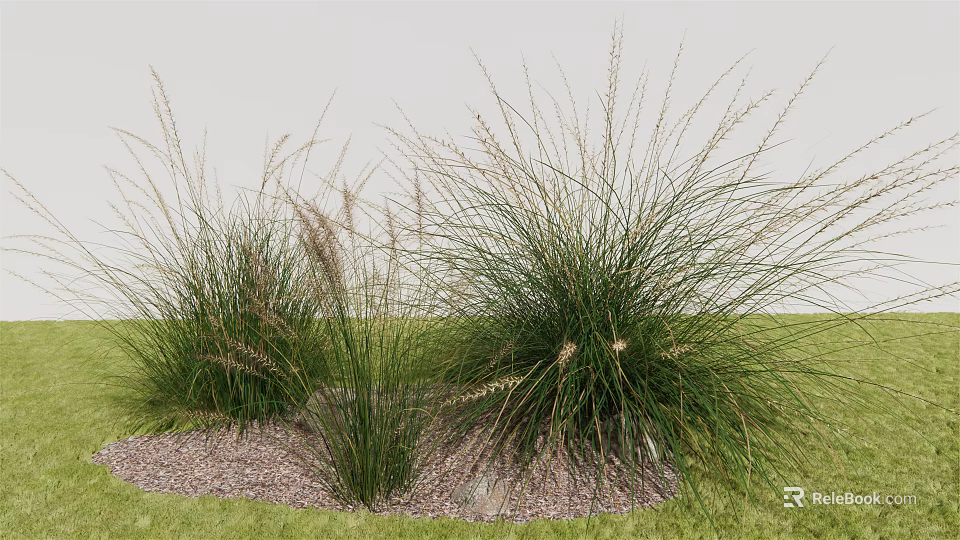Tall Ornamental Grasses in Green Grassy Landscape with Small Gravel at Base 3d model 
