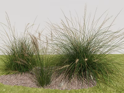 Tall Ornamental Grasses in Green Grassy Landscape with Small Gravel at Base 3d model