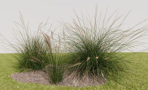 Modern Pennisetum Weed 3d model