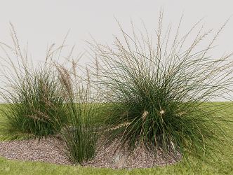 Modern Pennisetum Weed 3d model