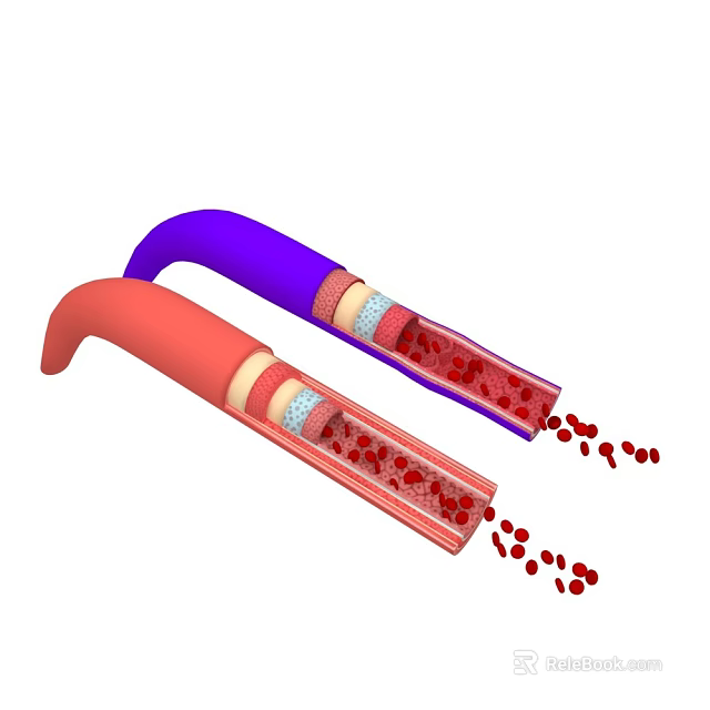 Red And Purple Blood Vessels With Inner Layers And Blood Cells Flowing Out 3d model 