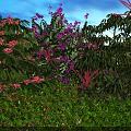 Arbor With Lush Green Foliage And Vibrant Purple Pink Blooms Under Evening Sky