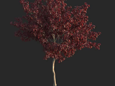 Decorative Arbor With Dark Red Leaves And Slender Trunk For Garden Landscaping 3d model