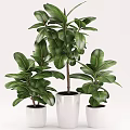 Elegant Indoor Potted Plants With Large Green Leaves In White Pots