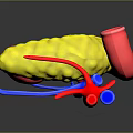 Human Organs 3D Anatomical Model Displaying Liver Stomach And Blood Vessels Structure