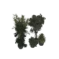 Indoor Decorative Potted Bonsai Plants With Various Lush Green Foliage And Black Pots