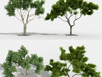 Modern Tree Landscape Tree 3d model