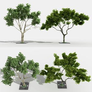 Modern Tree Landscape Tree 3d model