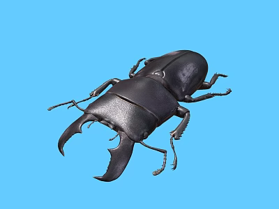 Black Stag Beetle With Large Mandibles On Blue Background Close Up View 3d model