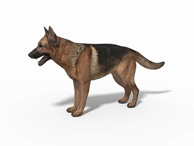 German Shepherd Dog Standing Alert With Brown And Black Coat On White Background 3d model