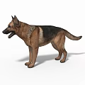 German Shepherd Dog Standing Alert With Brown And Black Coat On White Background