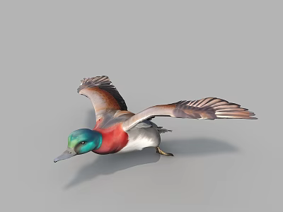 Flying Duck with Green Head Red Neck and Brown Wings in Flight 3d model