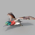 Flying Duck with Green Head Red Neck and Brown Wings in Flight